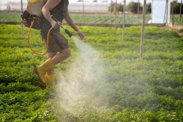 Best Mosquito Control Services  in Forest, MS