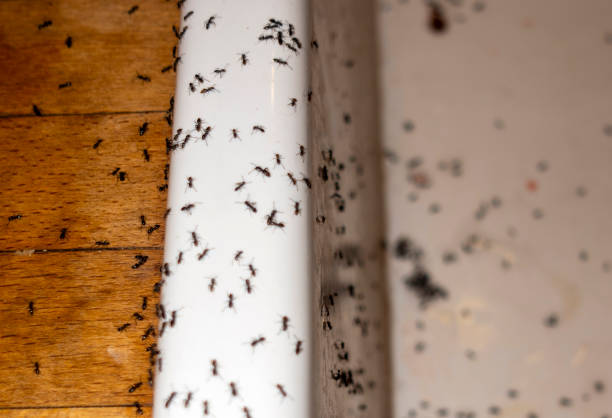 Trusted Forest, MS Pest Control Experts