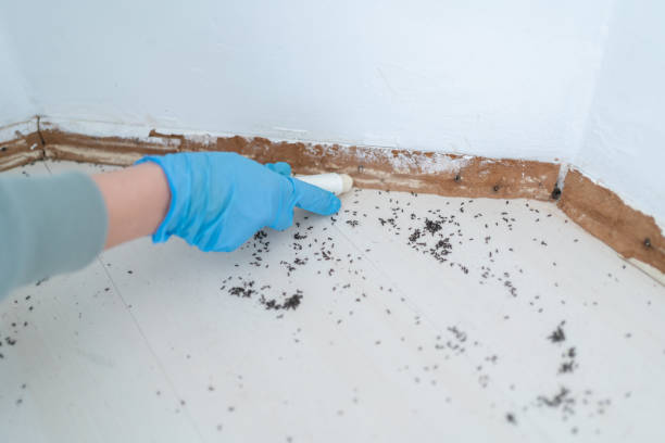 Best Residential Pest Control  in Forest, MS